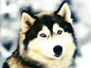 El husky es un perro del norte de europa