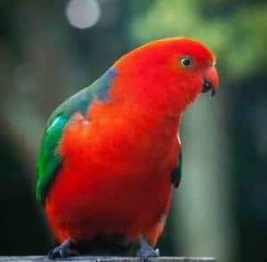 Una de las mascotas favoriras
