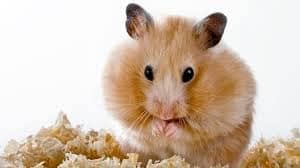 El hamster es una mascota ideal por su tamaño