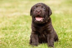 cachorro de labrador chocolate