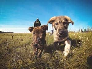 pitbull pequeño