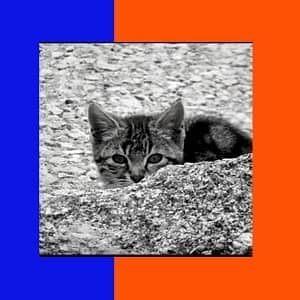 cuidados de los gatos romanos