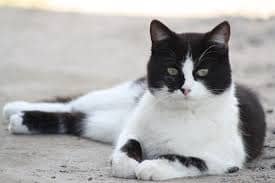 gatos britanico