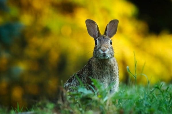 características de los conejos