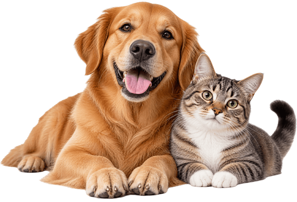 distribuidora de accesorios para mascotas por mayor bogota colombia